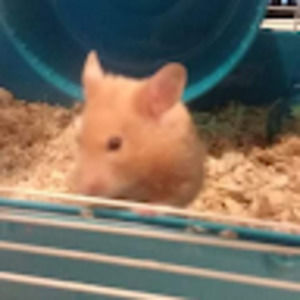 Meet your Posher, Pearl